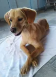 Brisa