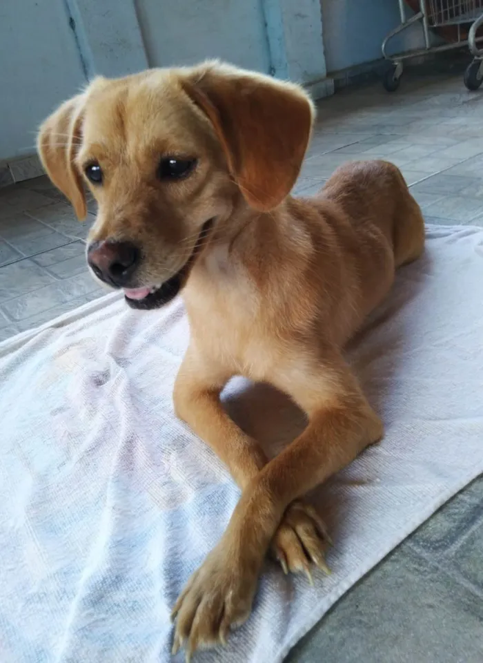 Cachorro ra a SRD-ViraLata idade 1 ano nome Brisa