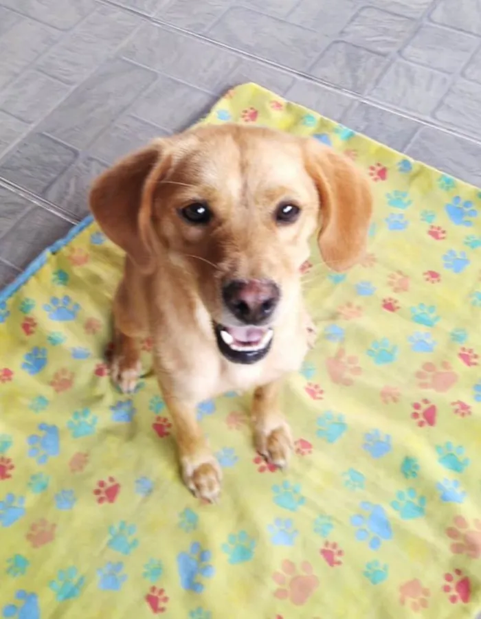 Cachorro ra a SRD-ViraLata idade 1 ano nome Brisa
