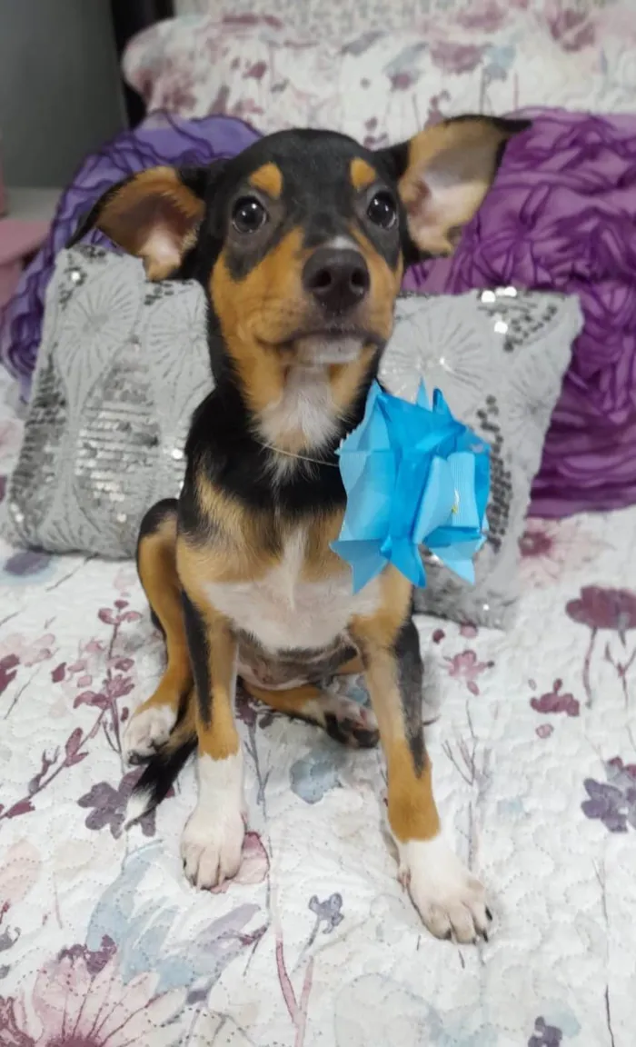 Cachorro ra a Srd idade 2 a 6 meses nome Ruby