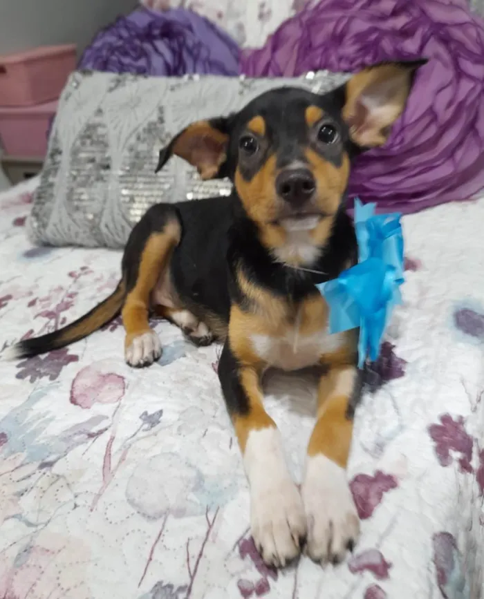 Cachorro ra a Srd idade 2 a 6 meses nome Ruby