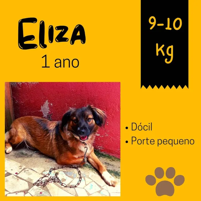 Cachorro raça SRD idade 1 ano nome Eliza 