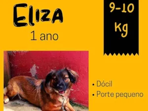Cachorro raça SRD idade 1 ano nome Eliza 