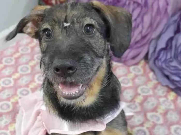 Cachorro ra a Curta idade 2 a 6 meses nome Ludy