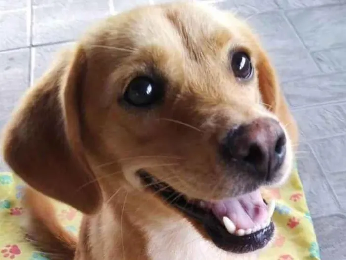 Cachorro ra a SRD-ViraLata idade 1 ano nome Brisa