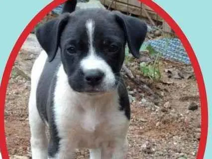 Cachorro raça SRD idade 2 a 6 meses nome Guga