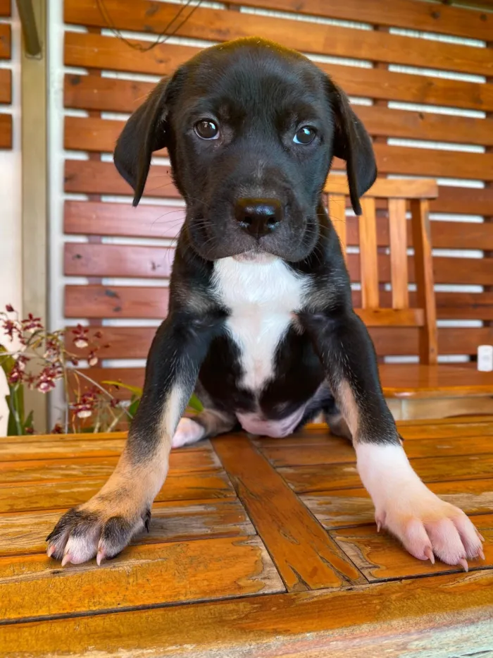 Cachorro ra a SRD-ViraLata idade Abaixo de 2 meses nome Benta 