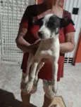 Filhotes