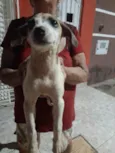 Filhotes