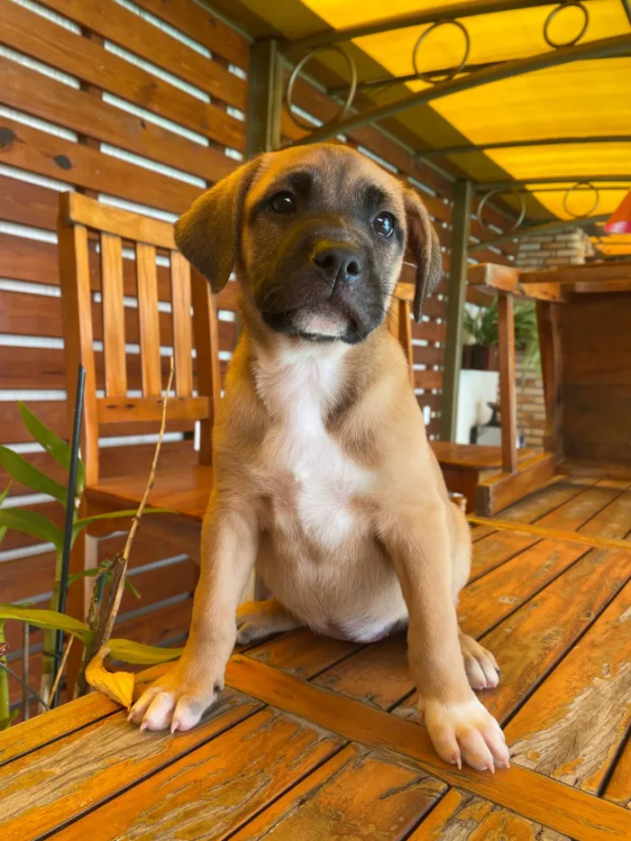 Cachorro ra a SRD-ViraLata idade Abaixo de 2 meses nome Lelê