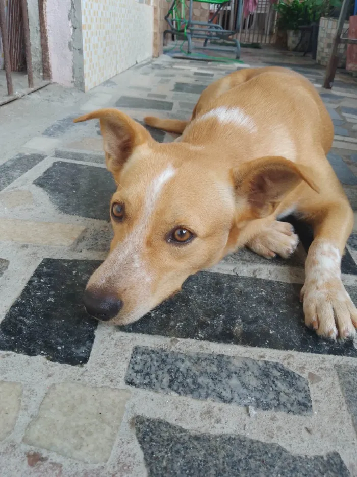 Cachorro ra a SRD-ViraLata idade 7 a 11 meses nome Caramelo