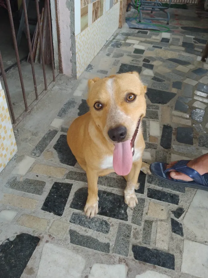 Cachorro ra a SRD-ViraLata idade 7 a 11 meses nome Caramelo