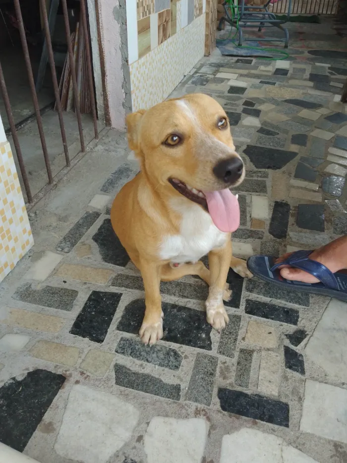 Cachorro ra a SRD-ViraLata idade 7 a 11 meses nome Caramelo