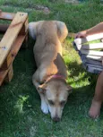 Pata