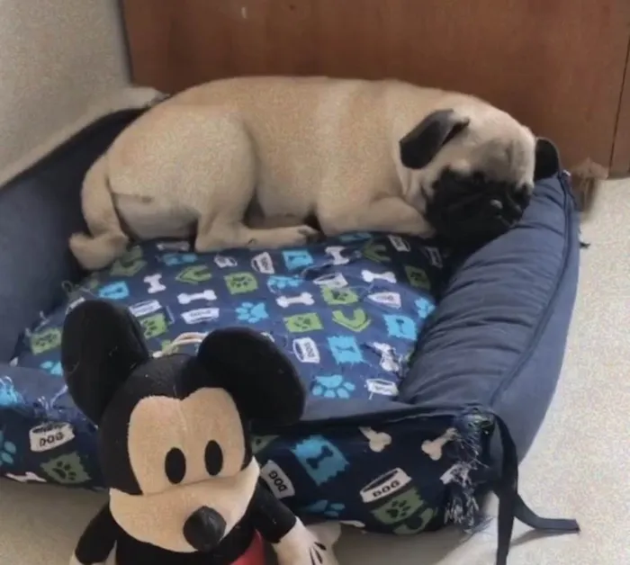 Cachorro ra a Pug  idade 2 a 6 meses nome Zeus 