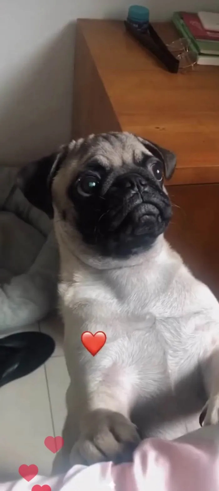 Cachorro ra a Pug  idade 2 a 6 meses nome Zeus 