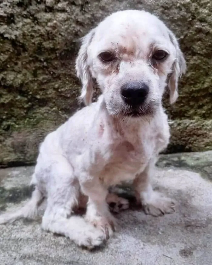 Cachorro ra a Shitzu  idade 2 anos nome THOR
