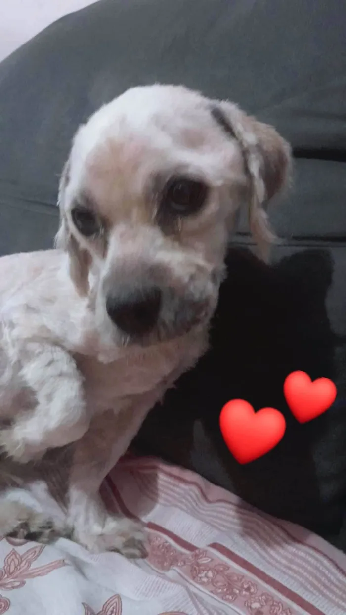 Cachorro ra a Shitzu  idade 2 anos nome THOR