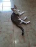 Bel