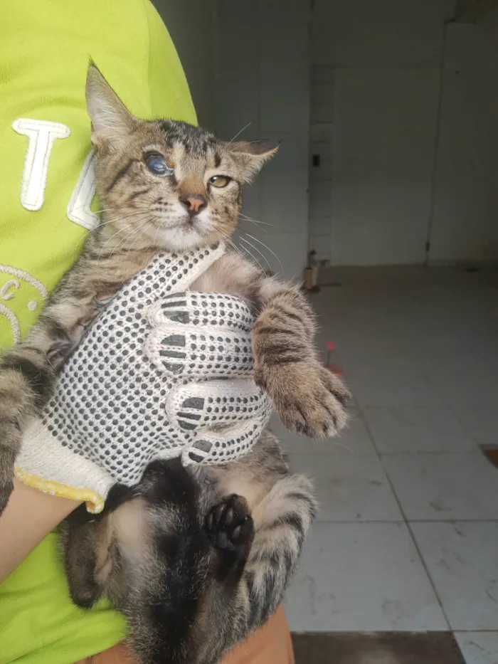 Gato raça SRD-ViraLata idade 2 a 6 meses nome Gatinhos do pitimbu 