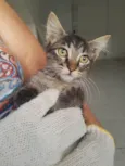 Gatinhos do pitimbu 