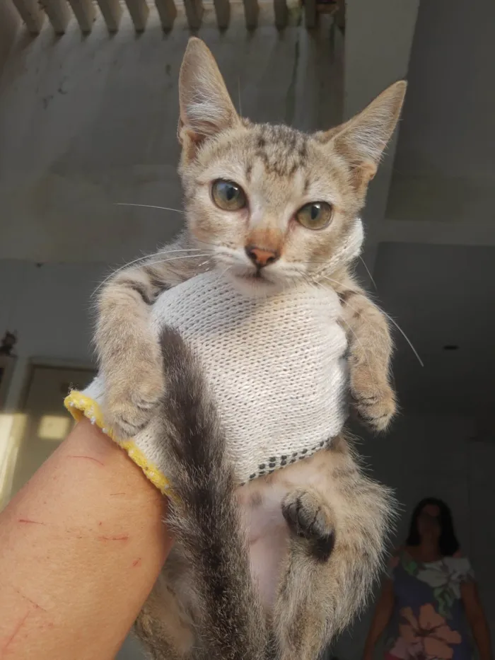 Gato raça SRD-ViraLata idade 2 a 6 meses nome Gatinhos do pitimbu 