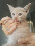 Gatinhos do pitimbu 