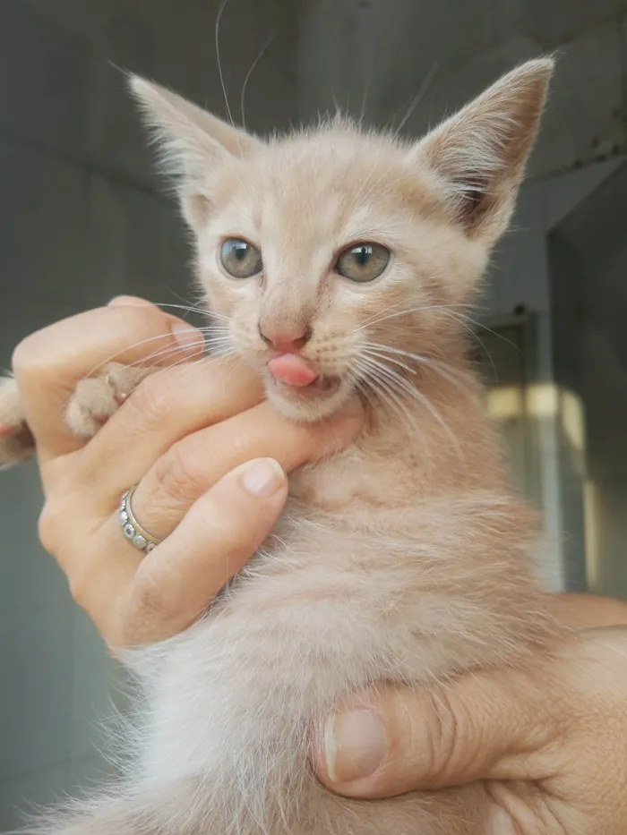 Gato raça SRD-ViraLata idade 2 a 6 meses nome Gatinhos do pitimbu 