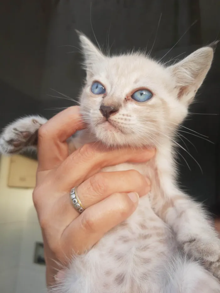 Gato raça SRD-ViraLata idade 2 a 6 meses nome Gatinhos do pitimbu 