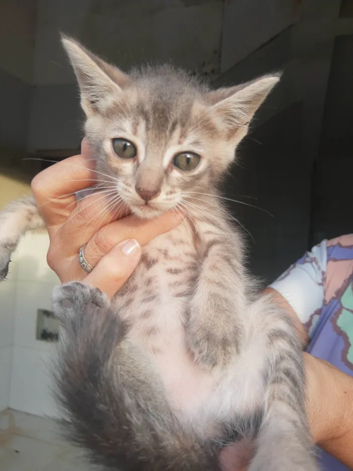Gato raça SRD-ViraLata idade 2 a 6 meses nome Gatinhos do pitimbu 