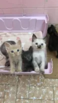 Gato raça Srd idade Abaixo de 2 meses nome Mingau