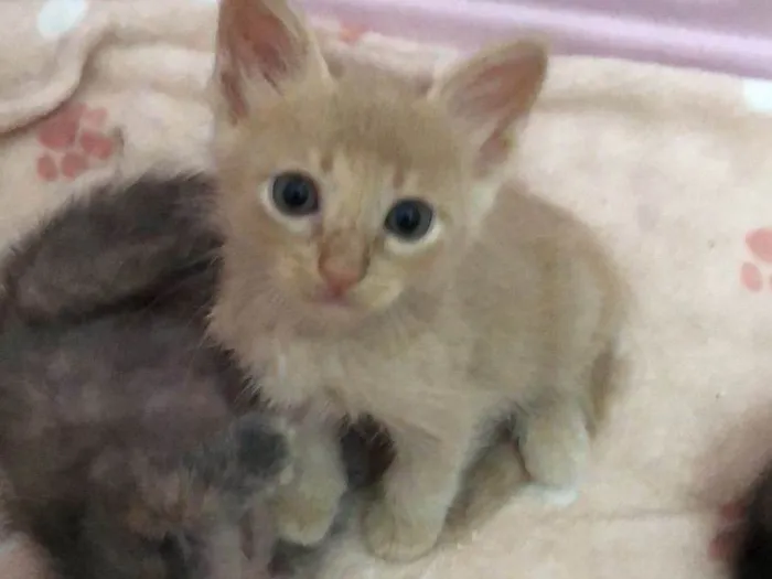 Gato raça Srd idade Abaixo de 2 meses nome Mingau