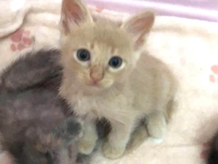 Gato raça Srd idade Abaixo de 2 meses nome Mingau