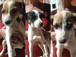 Cachorro raça  idade 2 a 6 meses nome Filhotes