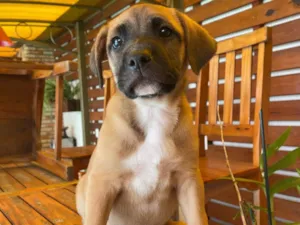 Cachorro raça SRD-ViraLata idade Abaixo de 2 meses nome Lelê