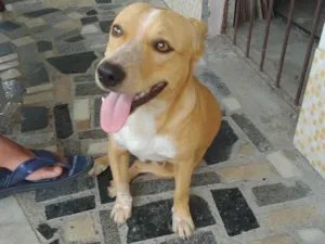 Cachorro raça SRD-ViraLata idade 7 a 11 meses nome Caramelo