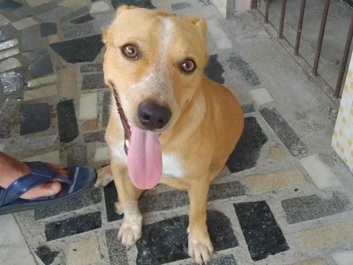 Cachorro ra a SRD-ViraLata idade 7 a 11 meses nome Caramelo