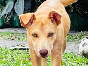 Cachorro raça SRD-ViraLata idade 7 a 11 meses nome Pata