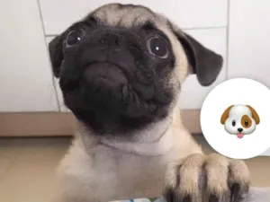 Cachorro raça Pug  idade 2 a 6 meses nome Zeus 