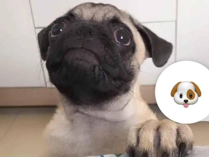 Cachorro ra a Pug  idade 2 a 6 meses nome Zeus 