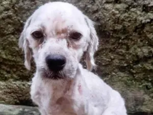 Cachorro raça Shitzu  idade 2 anos nome THOR