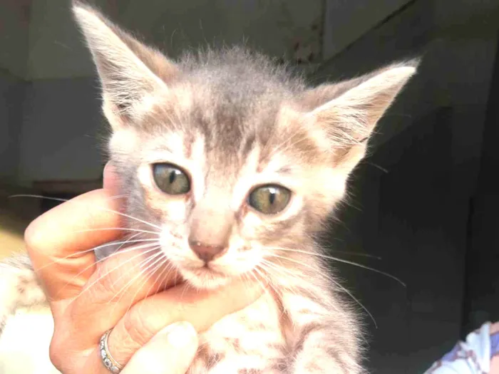 Gato raça SRD-ViraLata idade 2 a 6 meses nome Gatinhos do pitimbu 