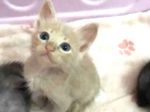 Gato raça Srd idade Abaixo de 2 meses nome Mingau