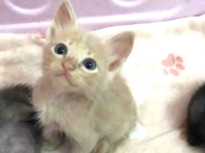 Gato raça Srd idade Abaixo de 2 meses nome Mingau