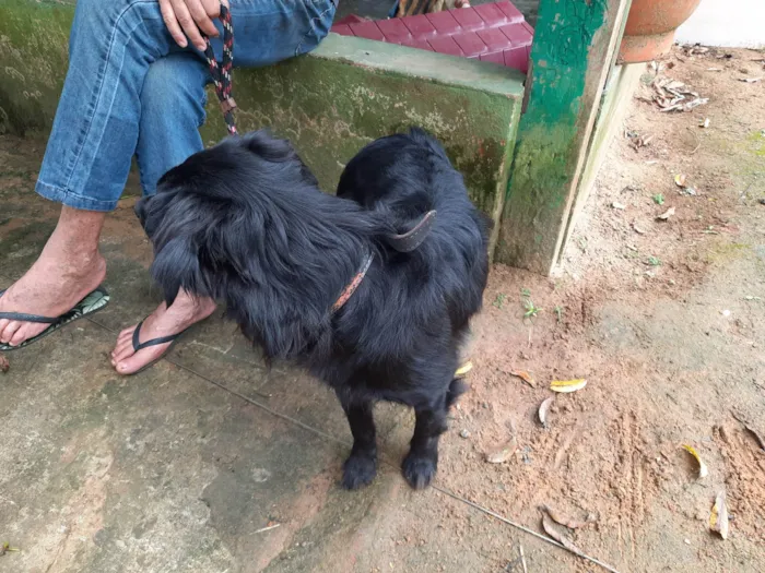 Cachorro ra a SRD-ViraLata idade 2 anos nome Bob