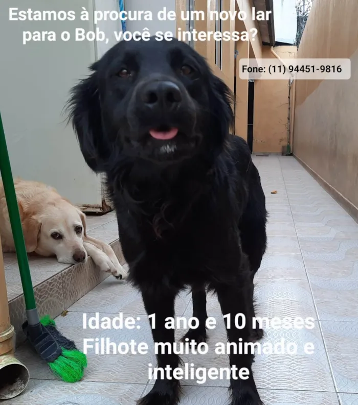 Cachorro ra a SRD-ViraLata idade 2 anos nome Bob