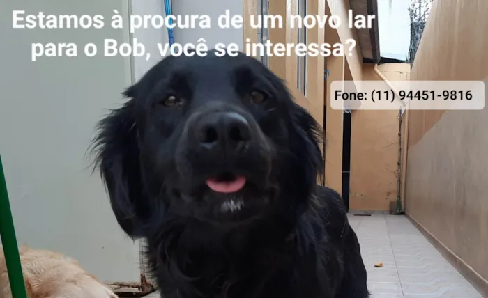 Cachorro ra a SRD-ViraLata idade 2 anos nome Bob