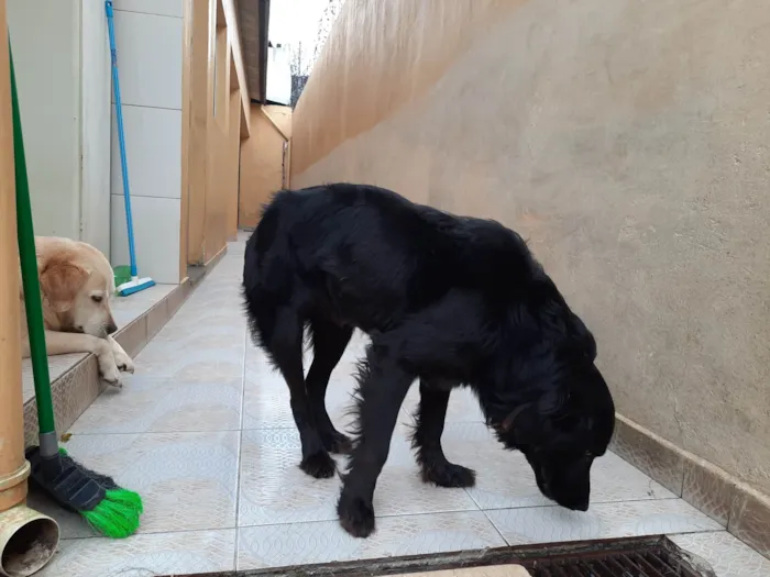 Cachorro ra a SRD-ViraLata idade 2 anos nome Bob