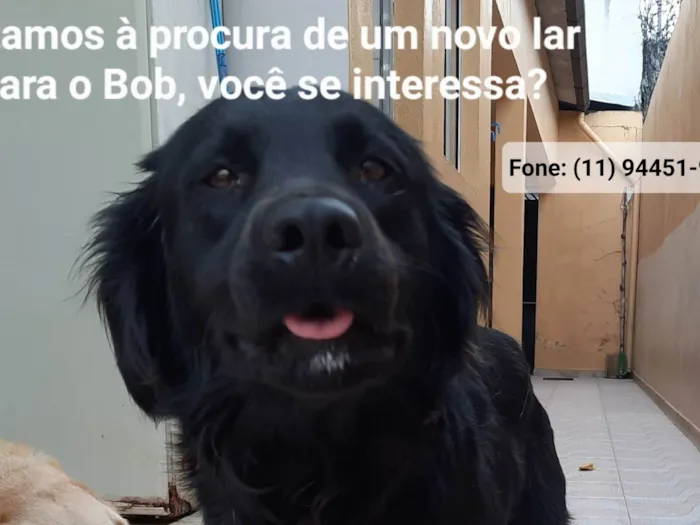 Cachorro ra a SRD-ViraLata idade 2 anos nome Bob