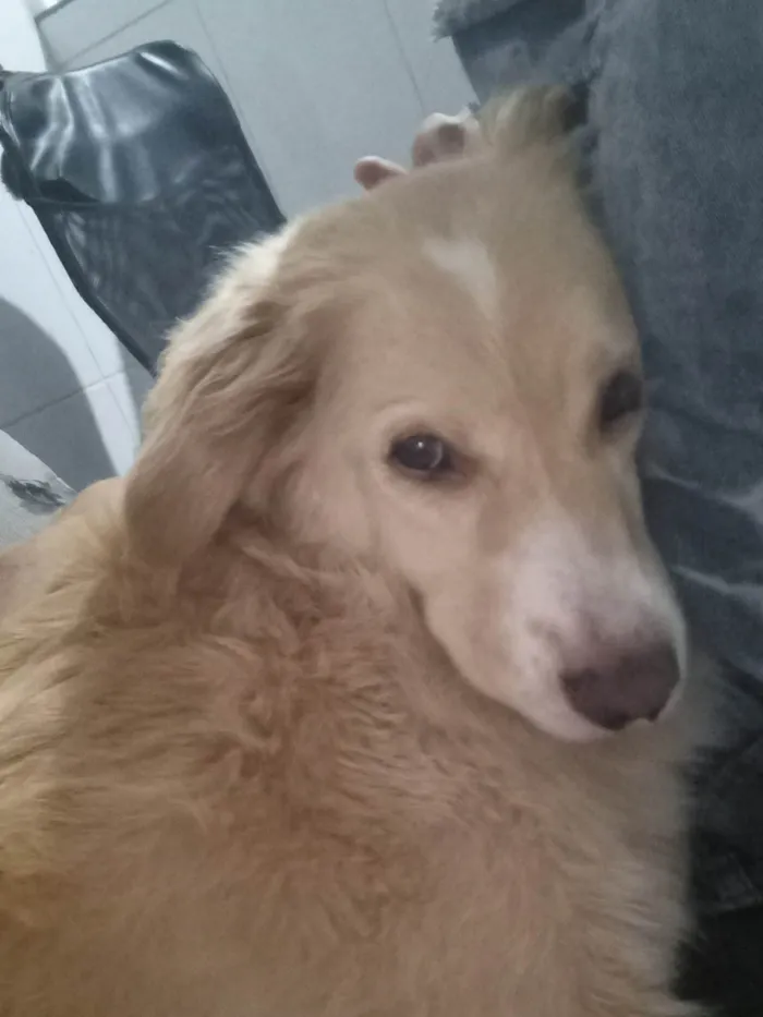 Cachorro ra a SRD-ViraLata idade 6 ou mais anos nome Thor 